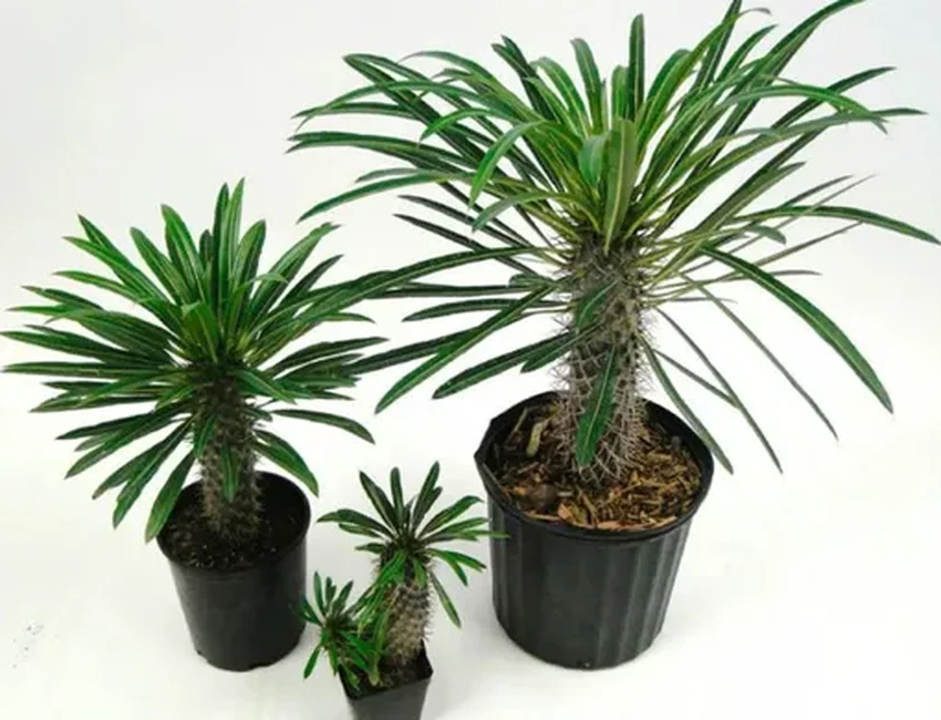 Опасные соседи: 10 популярных комнатных растений, ядовитых для людей и питомцев