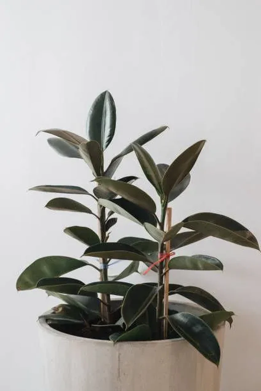 Опасные соседи: 10 популярных комнатных растений, ядовитых для людей и питомцев