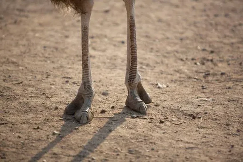 Страус прячет голову в песок: правда или древний миф?