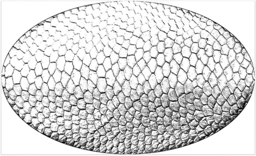 Бобров различают по рисунку на хвосте: как работает новая технология