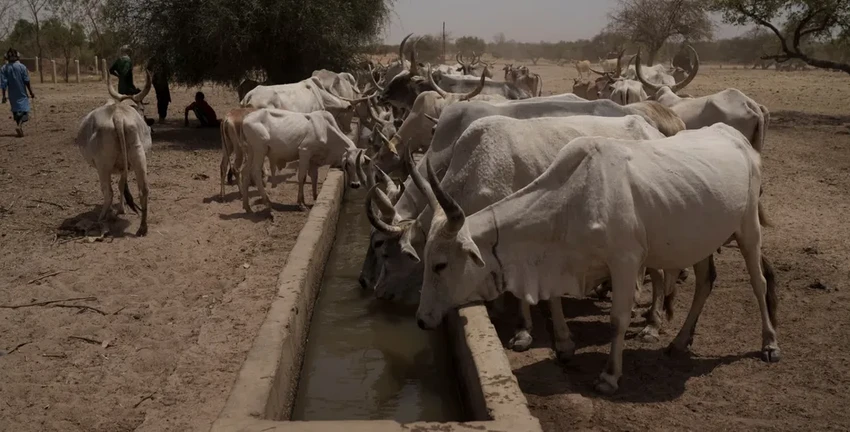 Почему вода губит кочевников Африки: парадокс помощи