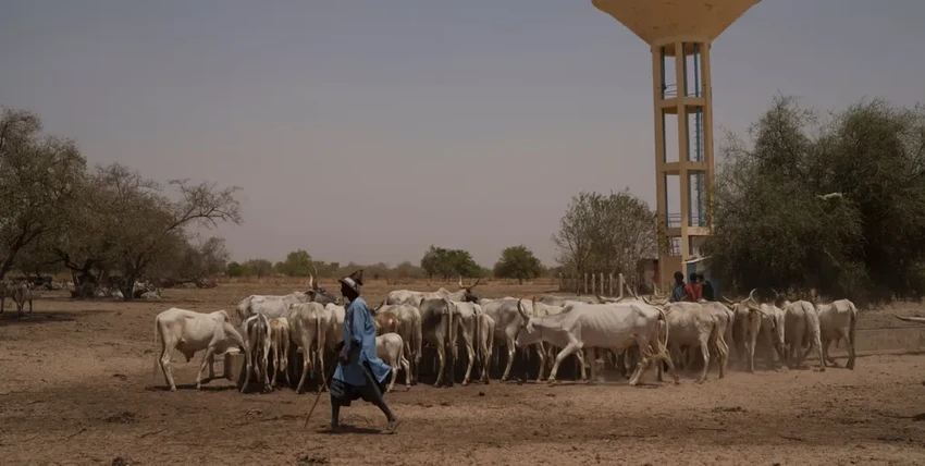 Почему вода губит кочевников Африки: парадокс помощи