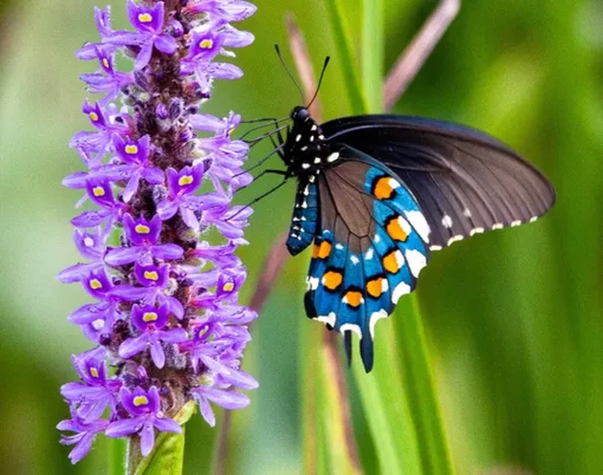 Как сельское хозяйство заставляет экосистемы жить на высоких оборотах