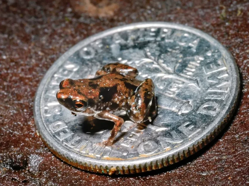 Бразильская жаба размером с муху: самый маленький позвоночный в мире?
