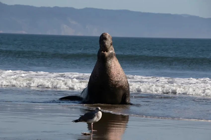 Альфа-самец морского слона бросился спасать тонущего детеныша