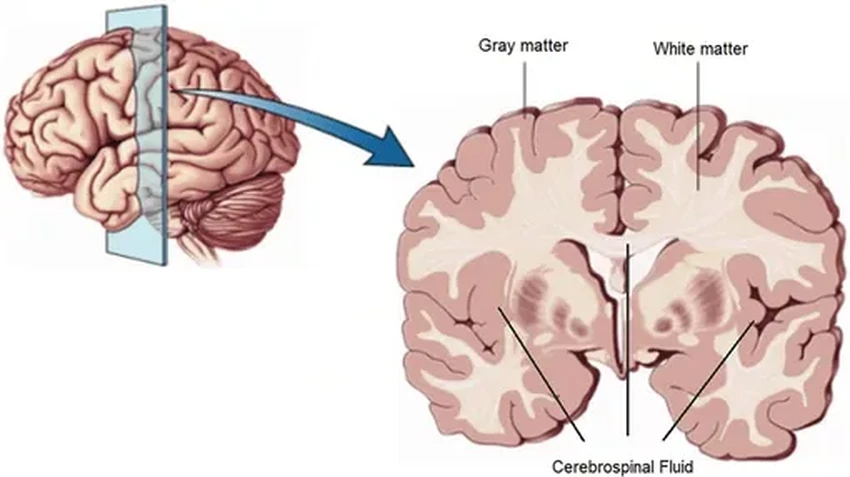 Как стареющий мозг компенсирует потери: неожиданное усиление лобных долей