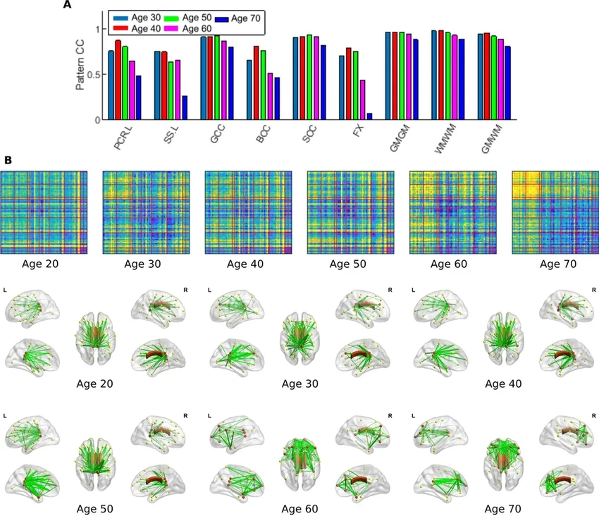 Как стареющий мозг компенсирует потери: неожиданное усиление лобных долей
