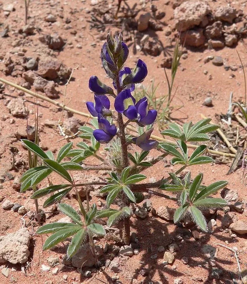 Как ЛЭП и обочины дорог стали убежищем для исчезающего растения