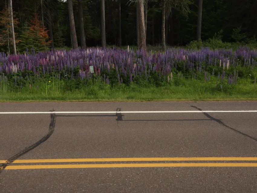 Как ЛЭП и обочины дорог стали убежищем для исчезающего растения