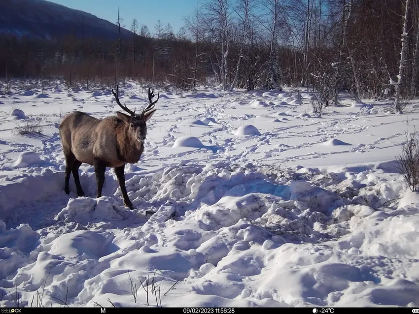 Река Лена: что известно о самой длинной водной артерии России