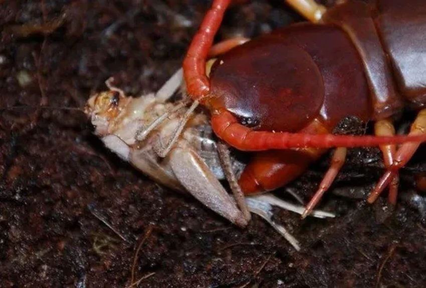 Что делать, если дома завелась многоножка: безопасность и методы борьбы