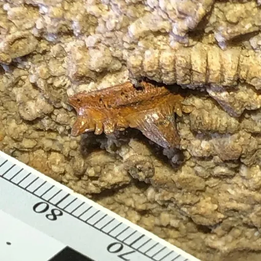 В самой длинной пещере мира нашли два новых вида древних акул