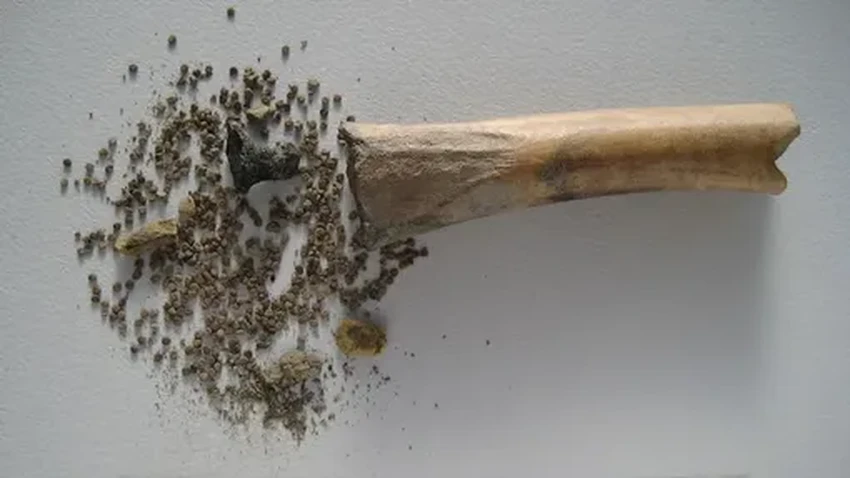 Загадка римского сосуда: ядовитая белена как древний галлюциноген