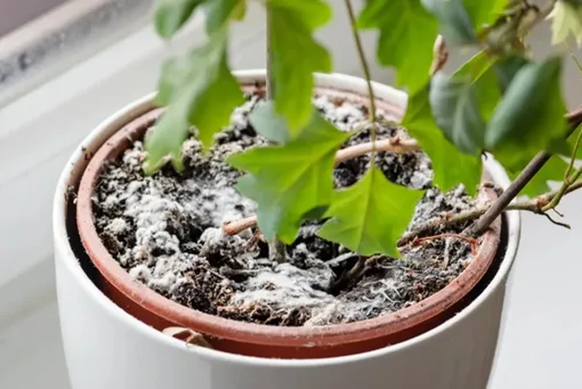 Как спасти цветок: убираем плесень в горшке быстро и безопасно