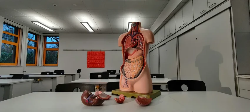 Ученые провели успешную пересадку мыши фрагмента биопечати