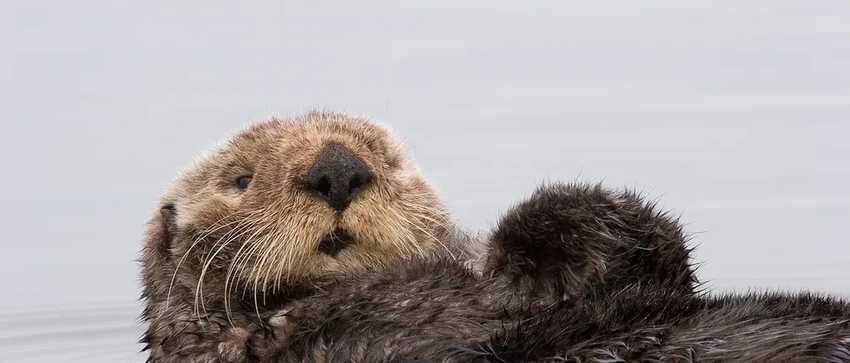 Каланы против эрозии: как морские выдры укрепляют калифорнийские берега
