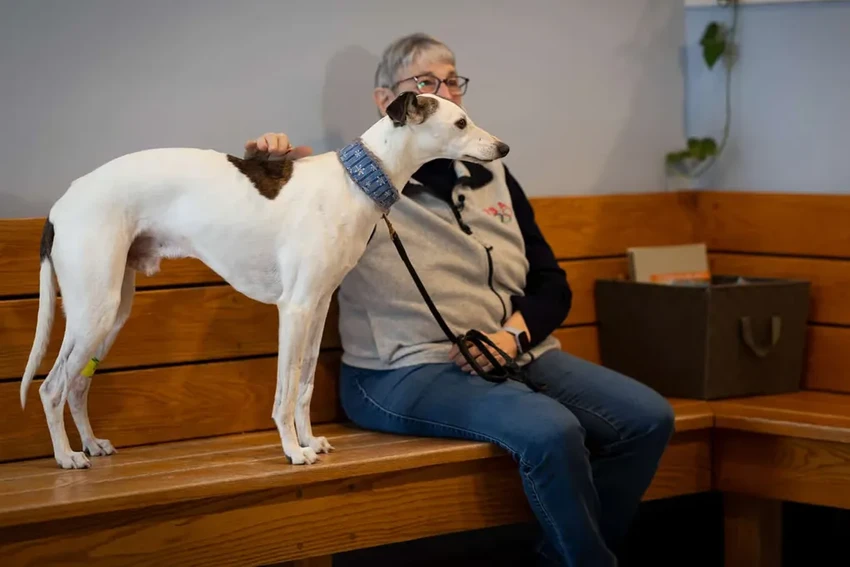 В США тестируют препарат для продления жизни пожилых собак