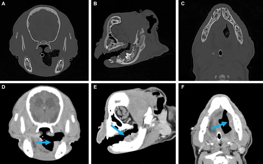 У щенка выросла новая челюсть после операции: уникальный случай регенерации