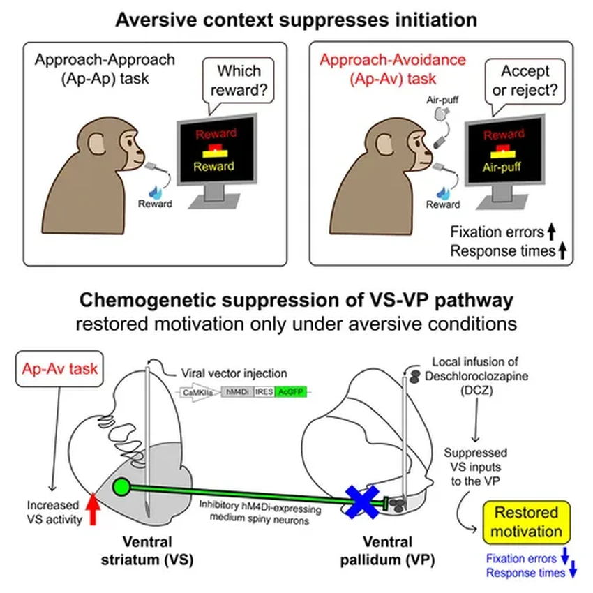 Учёные обнаружили в мозге механизм, который блокирует мотивацию к действию