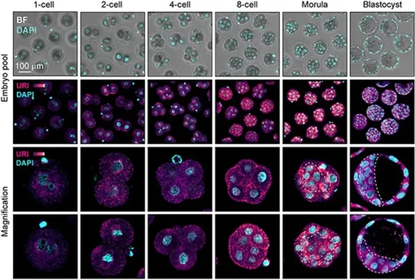 Древний вирус в нашей ДНК управляет развитием эмбриона человека