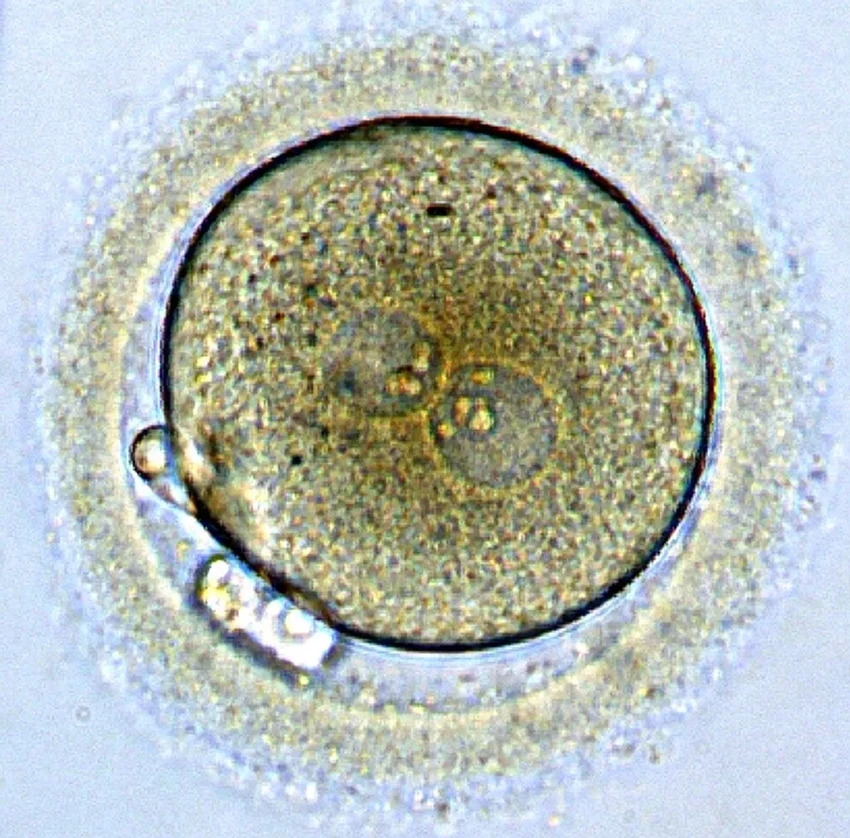 Древний вирус в нашей ДНК управляет развитием эмбриона человека