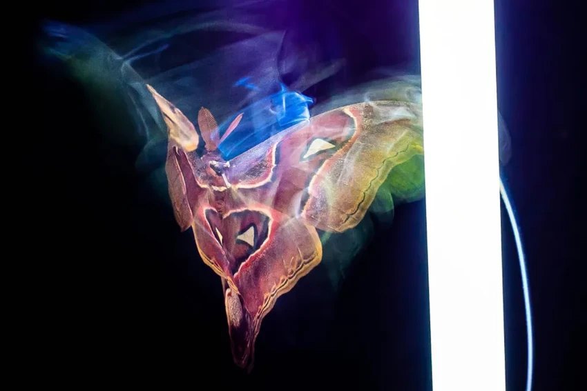 Почему насекомые летят на свет: разгадка древнего навигационного сбоя