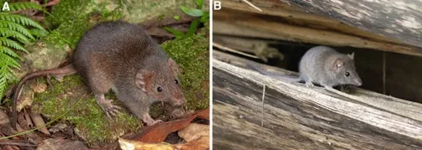 Смертельный брачный сезон: почему самцы антехинусов умирают после спаривания?