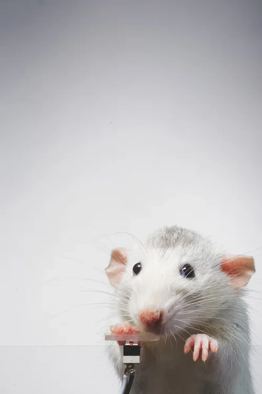 Крысы-блогеры: как грызунов научили делать селфи без награды