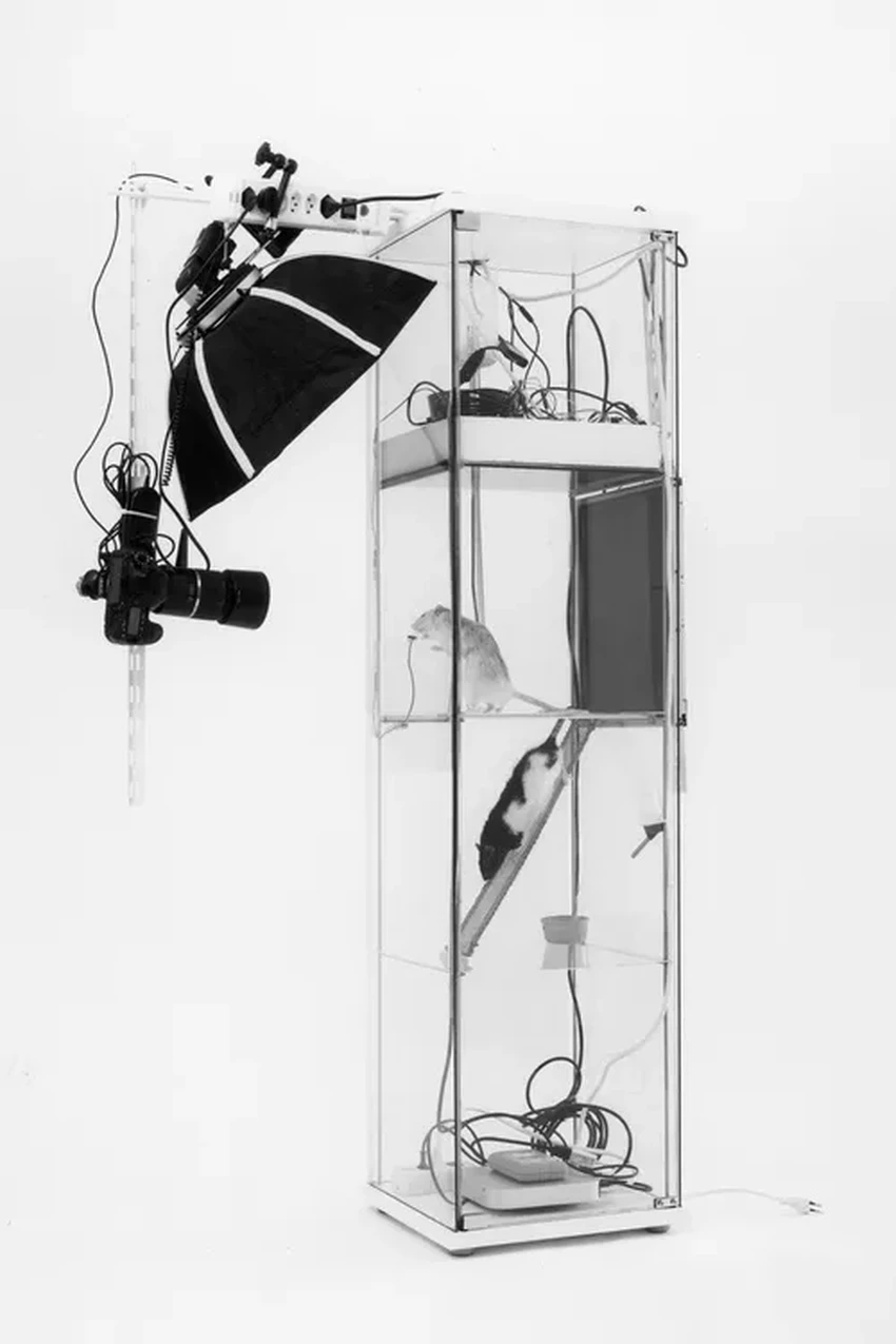 Крысы-блогеры: как грызунов научили делать селфи без награды