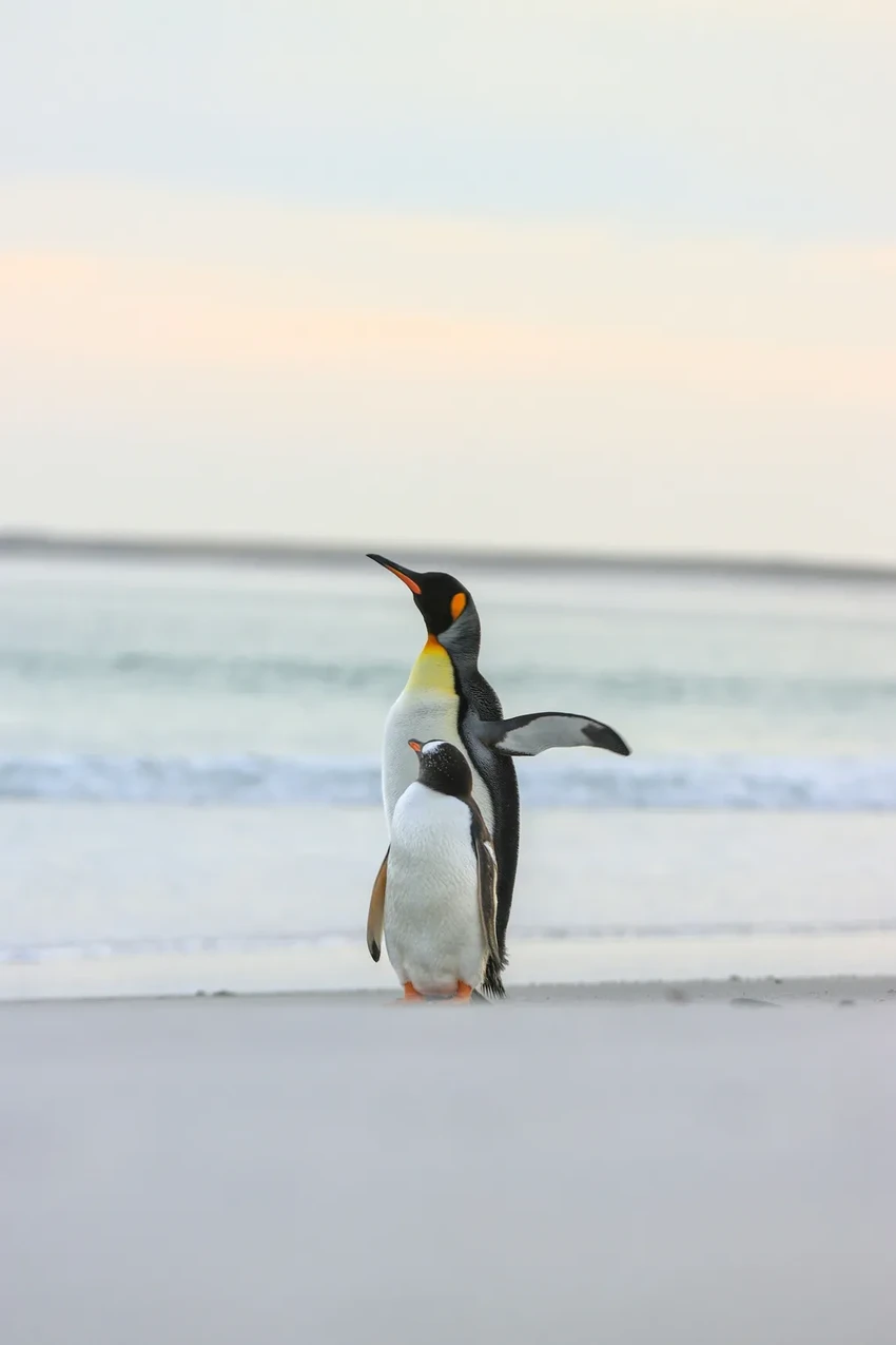Новые колонии императорских пингвинов нашли из космоса по следам гуано