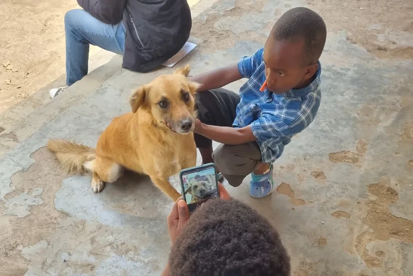 Прививки собакам: как фото морды помогает бороться с бешенством