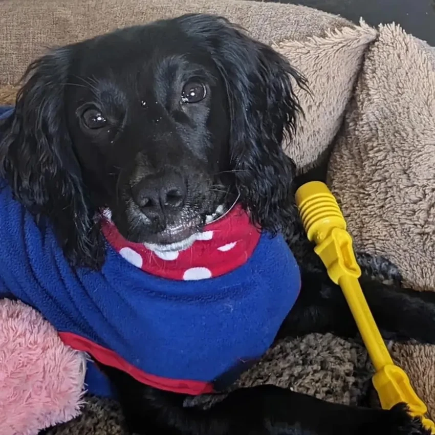 История шестиногой собаки Ариэль: сложная операция и счастливое спасение