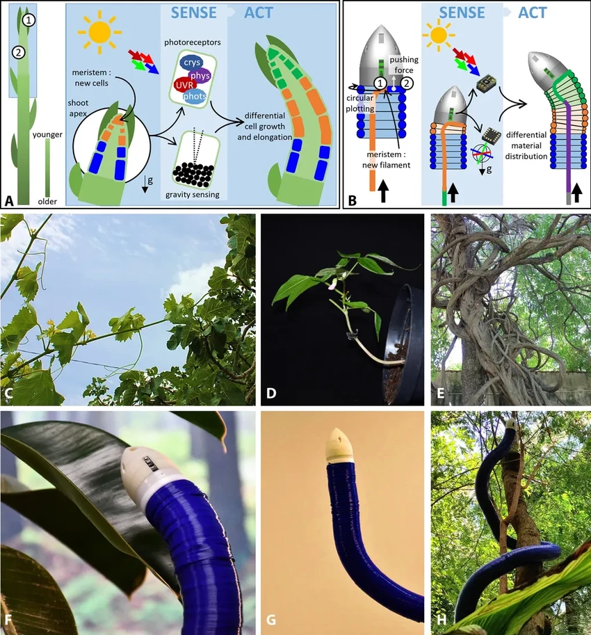 FiloBot: робот, который медленно «растет», как живое растение