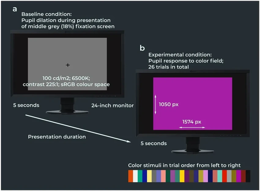 Почему пожилые видят мир бледнее? Как возраст меняет восприятие цвета