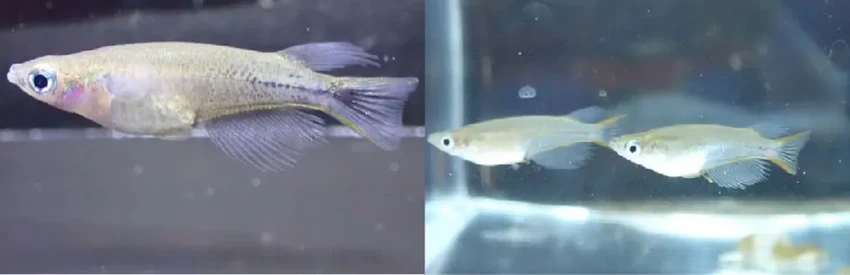 Зачем индонезийские рыбки чернеют: секрет боевой раскраски для конфликтов