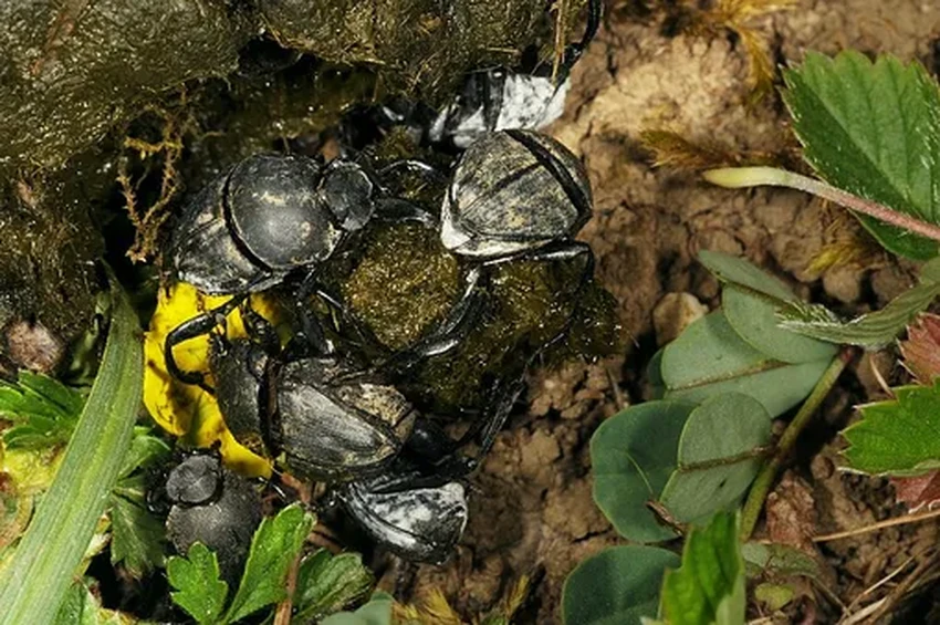 Навозные жуки катят навоз вместе: уникальное сотрудничество в мире насекомых