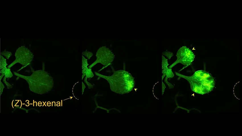 Как растения предупреждают соседей об опасности: ученые показали на видео