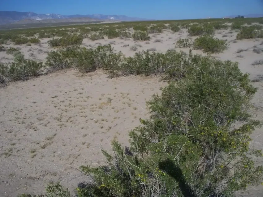 Победители в гонке за вечность: кто живет на Земле тысячи лет