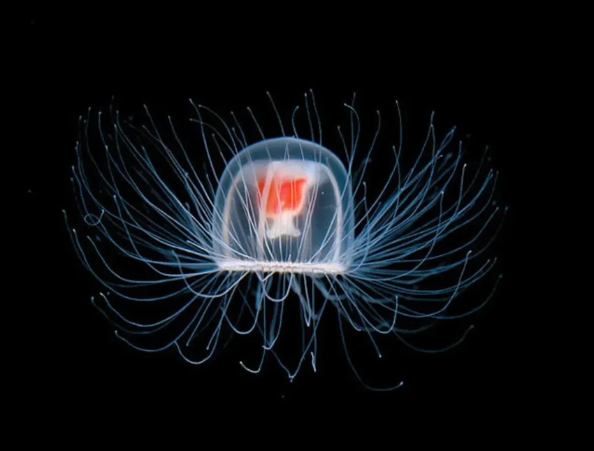 Победители в гонке за вечность: кто живет на Земле тысячи лет