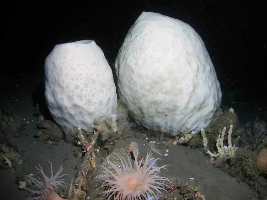 Победители в гонке за вечность: кто живет на Земле тысячи лет