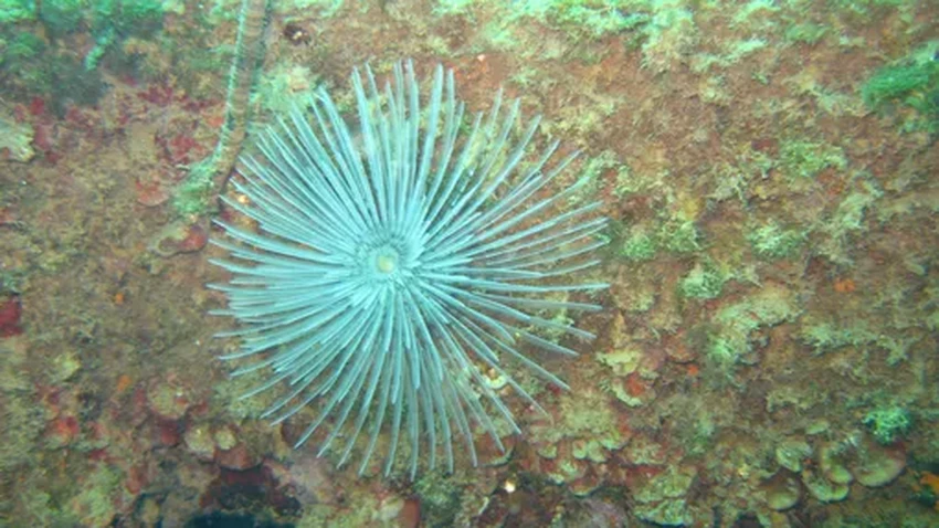 Победители в гонке за вечность: кто живет на Земле тысячи лет