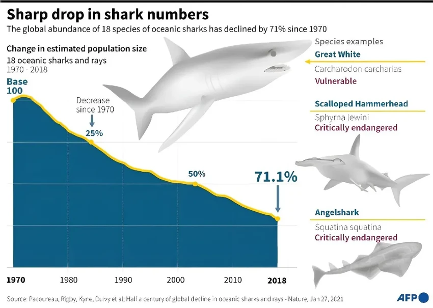 Почему гибнут акулы: цена плавников выше, чем мы думали
