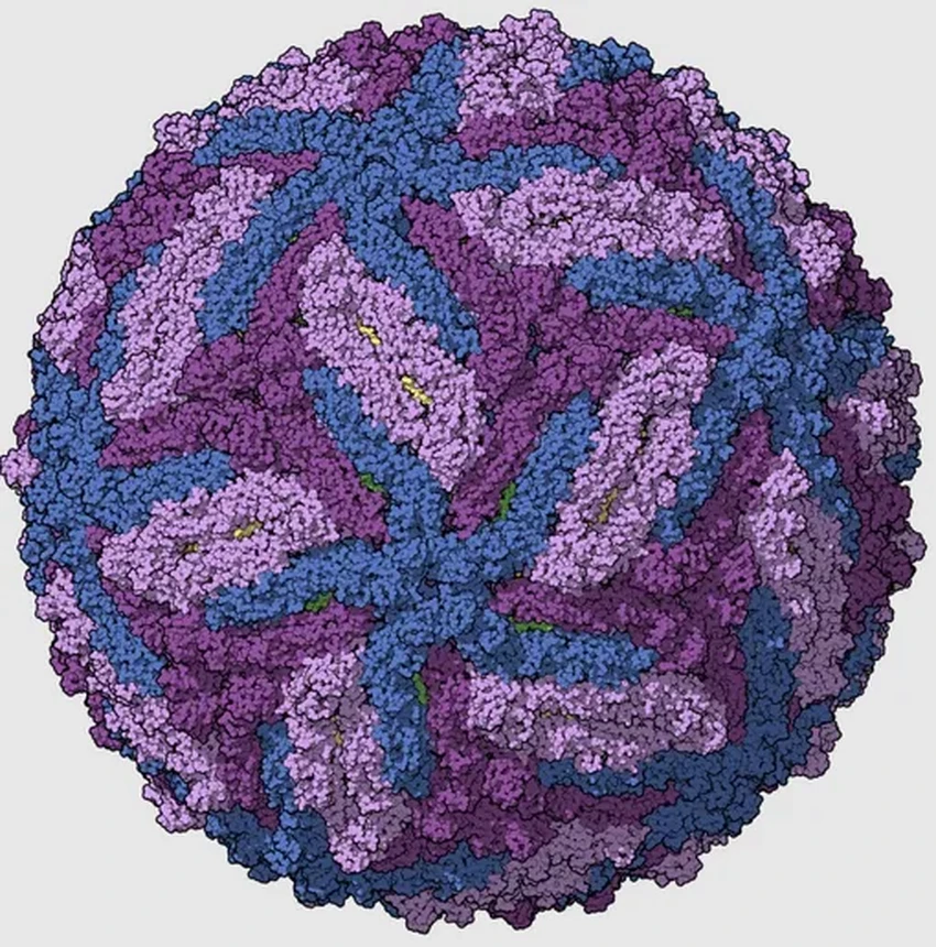 Вирус Зика против нейробластомы: новое оружие в борьбе с детским раком