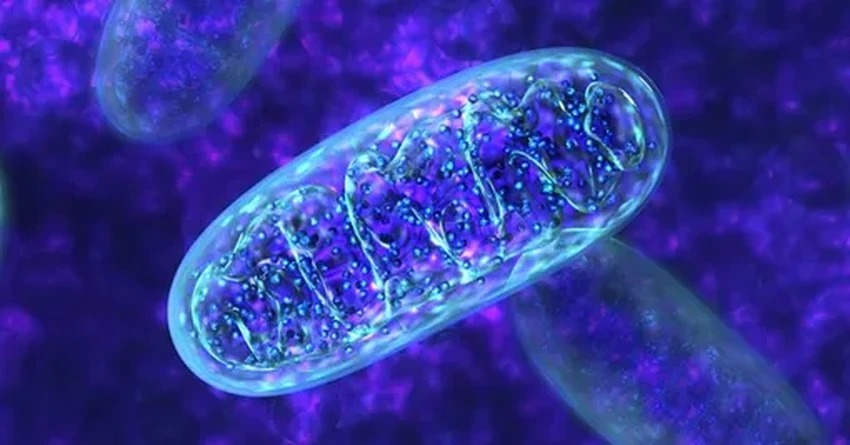 Учёные нашли белок, который питает нейроны энергией для памяти