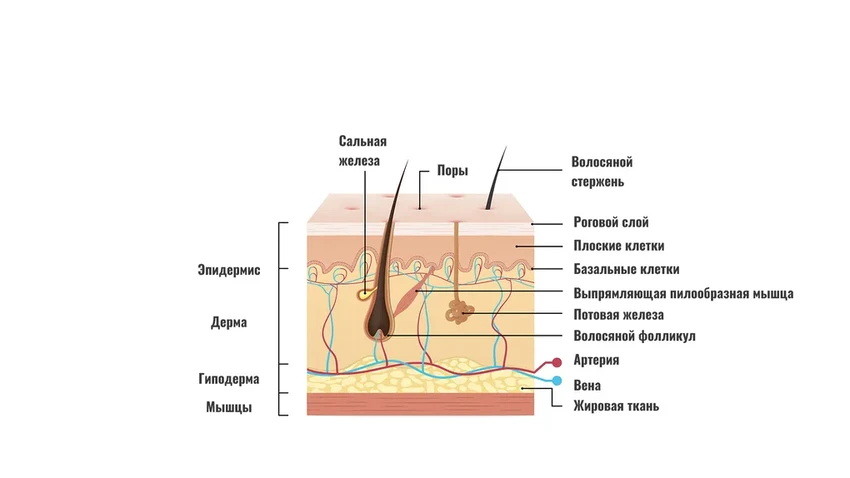 Почему кожа стареет: научные причины появления морщин на лице
