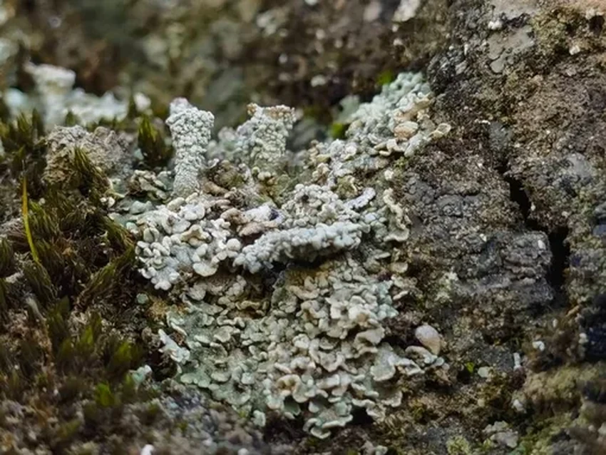 Биокорка из мха: как живая «кожа» защищает Великую Китайскую стену