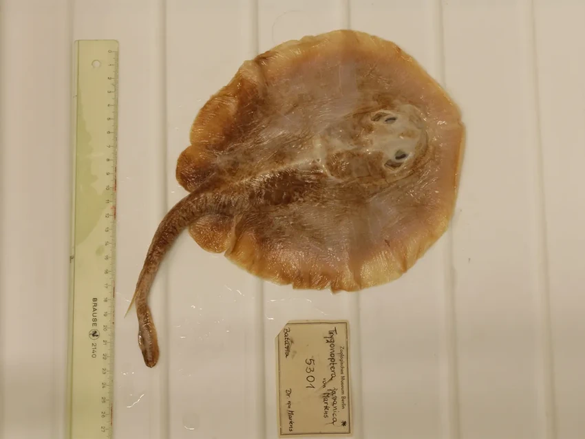 Яванский скат: первая морская рыба, которую мы потеряли навсегда