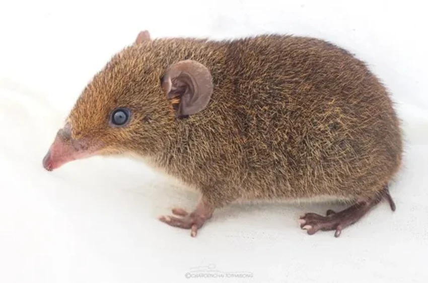 Обнаружены новые виды: кто такие мягкошерстные ежи-вампиры с Суматры