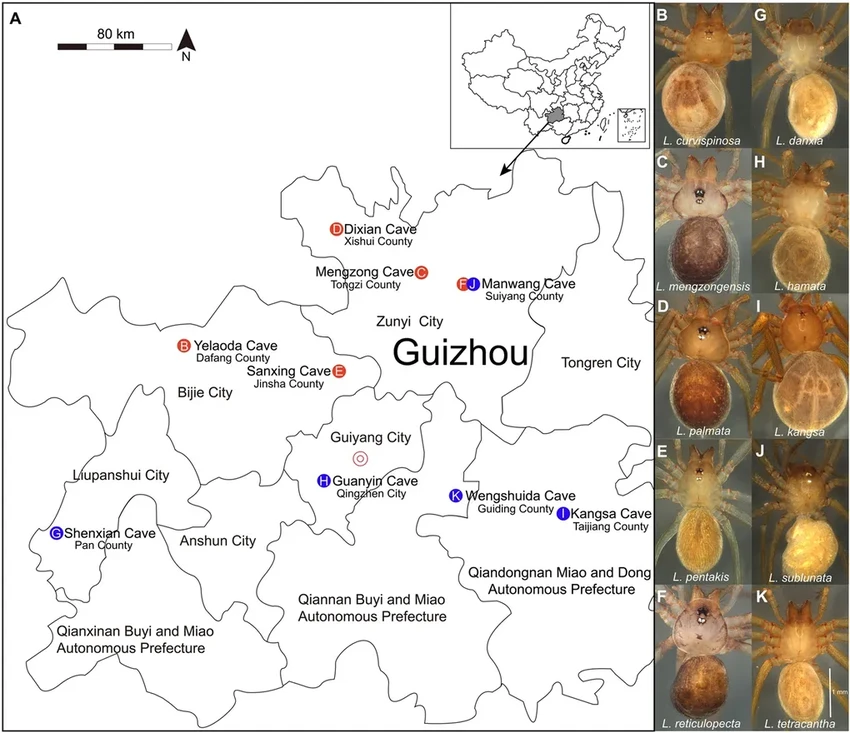 Слепые пещерные пауки чувствуют свет без глаз