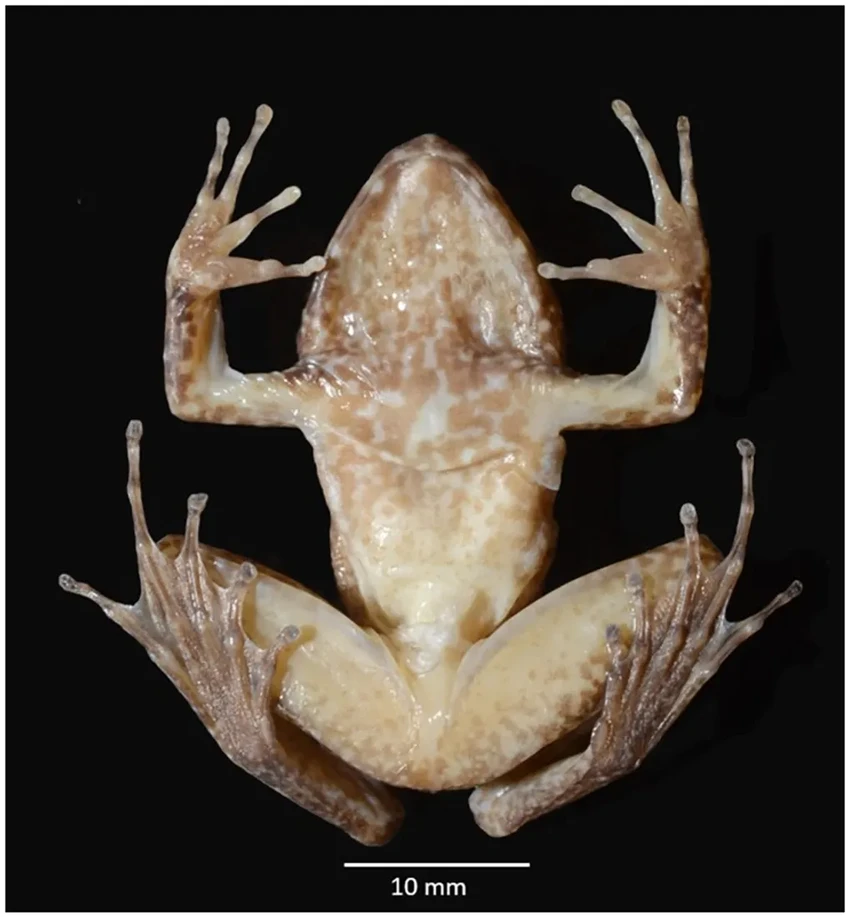 Клыкастая лягушка-малютка: открыта на острове Сулавеси